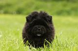 CHOW CHOW 549